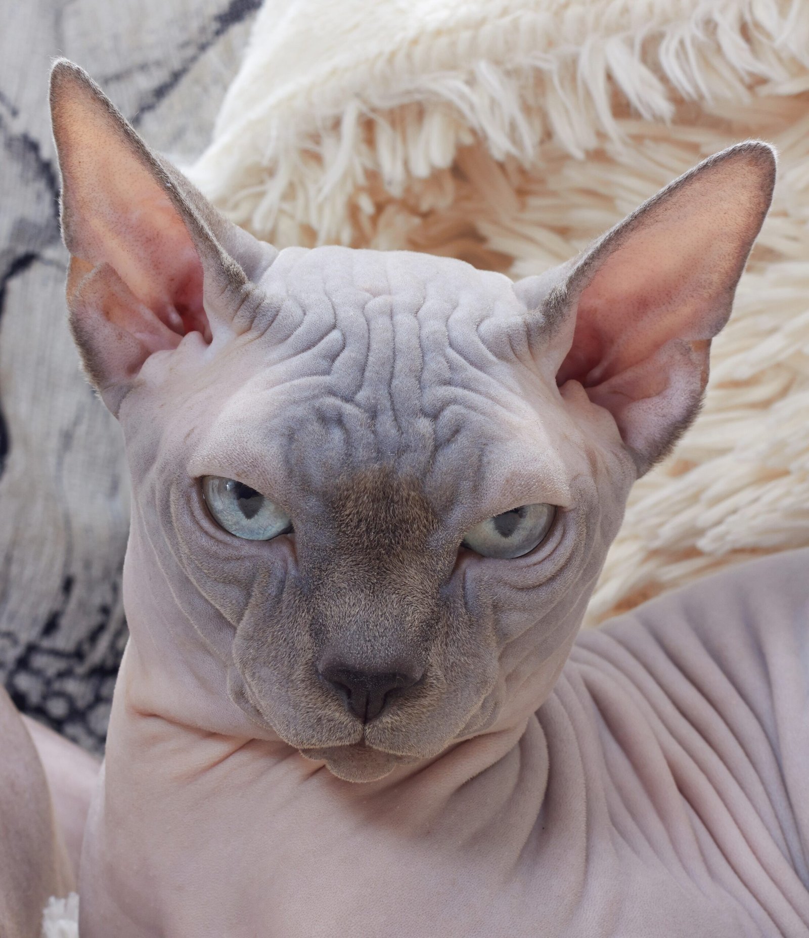 Sphynx: The Social Butterfly (image credits: wikimedia)
