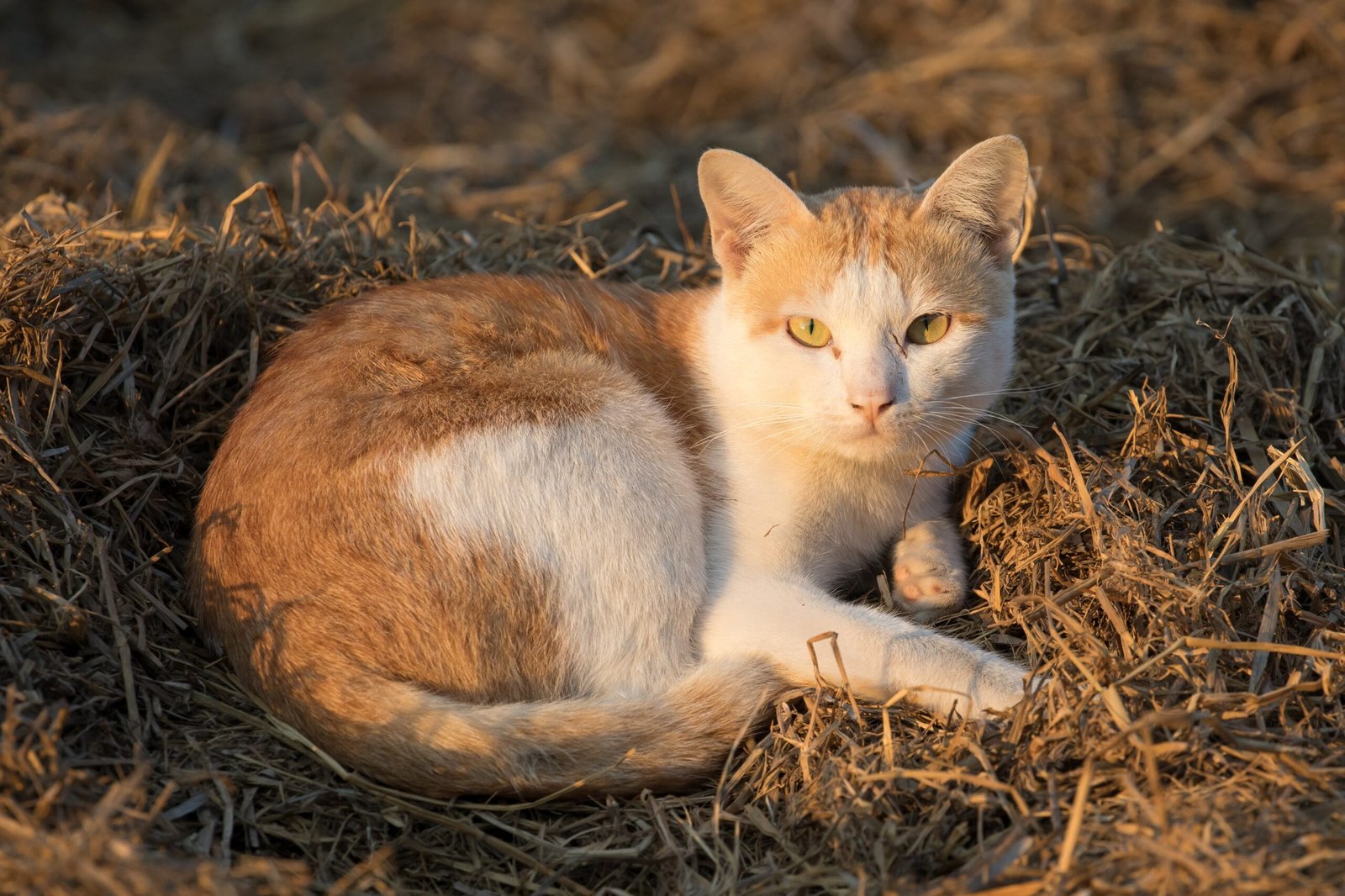 The Purring Symphony (image credits: wikimedia)