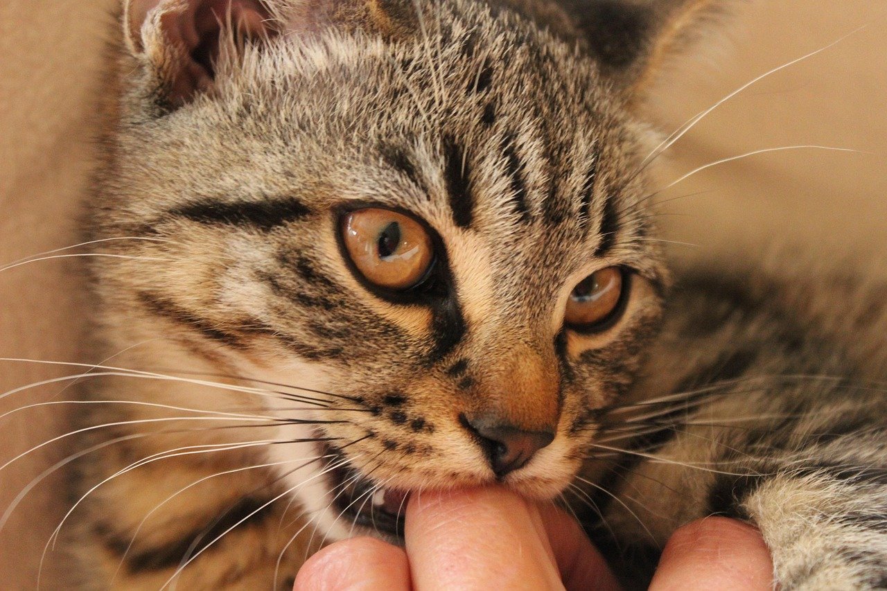 The Gentle Nibble (image credits: pixabay)