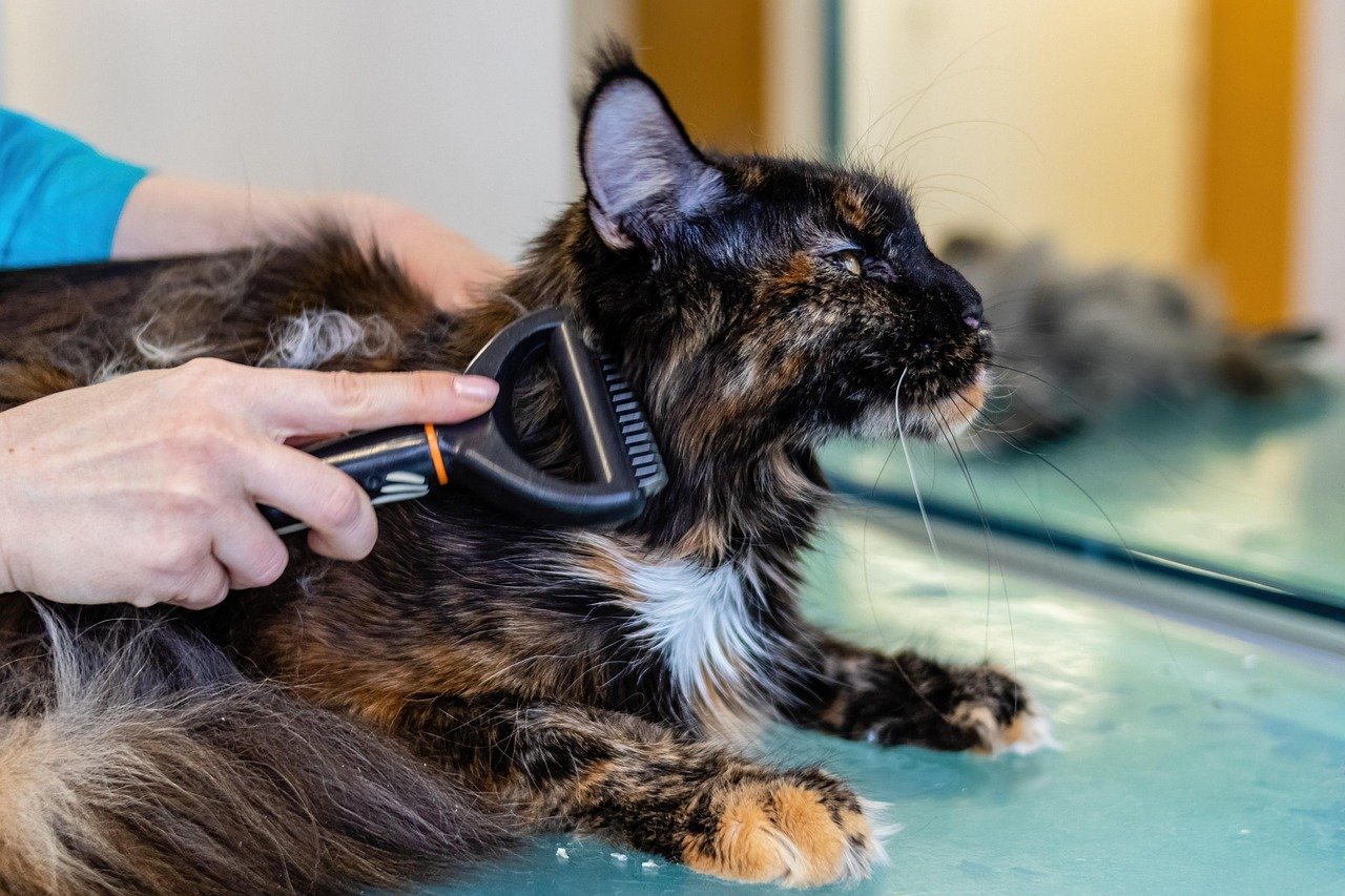 Excessive Grooming (image credits: pixabay)
