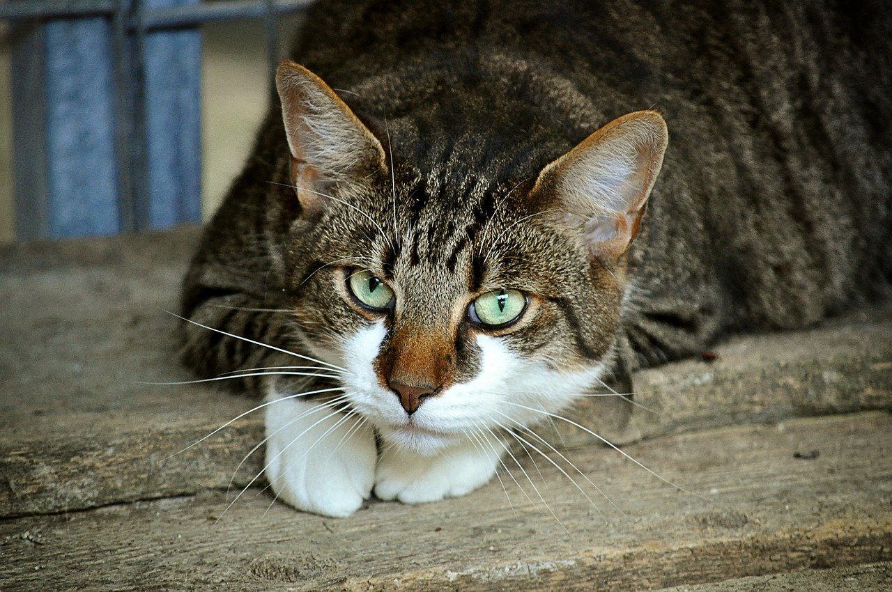 Attention-Seeking Behavior (image credits: pixabay)