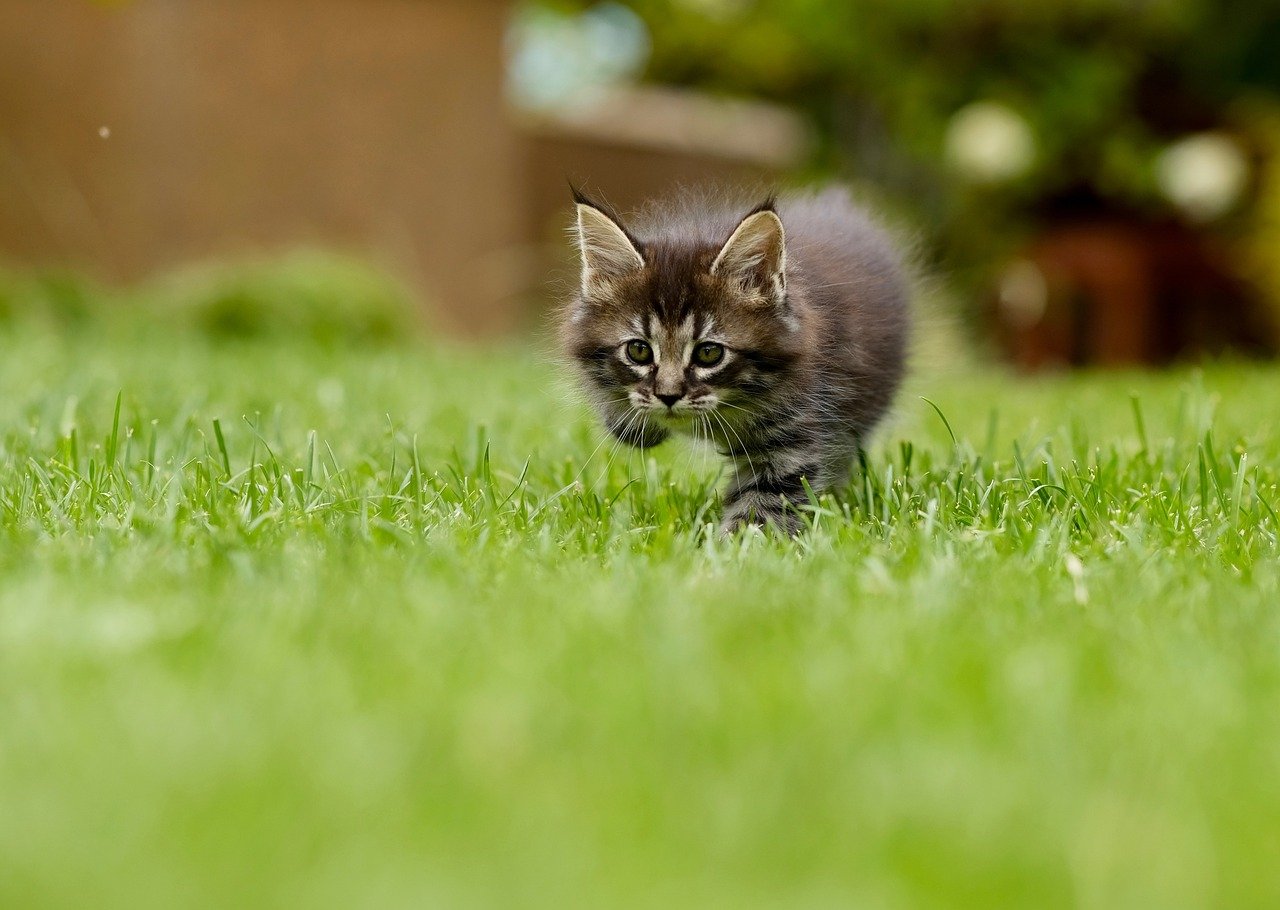 Playful Pouncing: A Joyful Expression (image credits: pixabay)