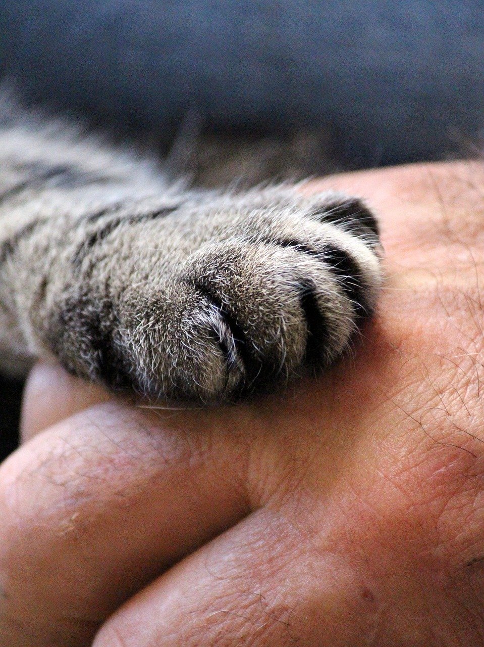The Curious Paw Tap (image credits: pixabay)