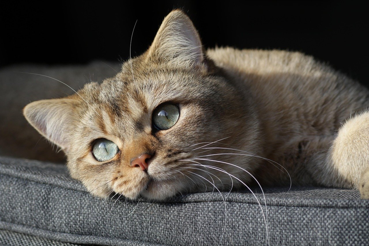 Comfort and Security (image credits: pixabay)