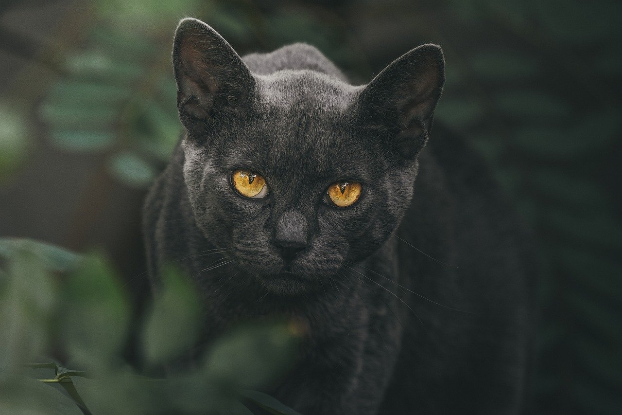 Gazing into Your Eyes (image credits: pixabay)