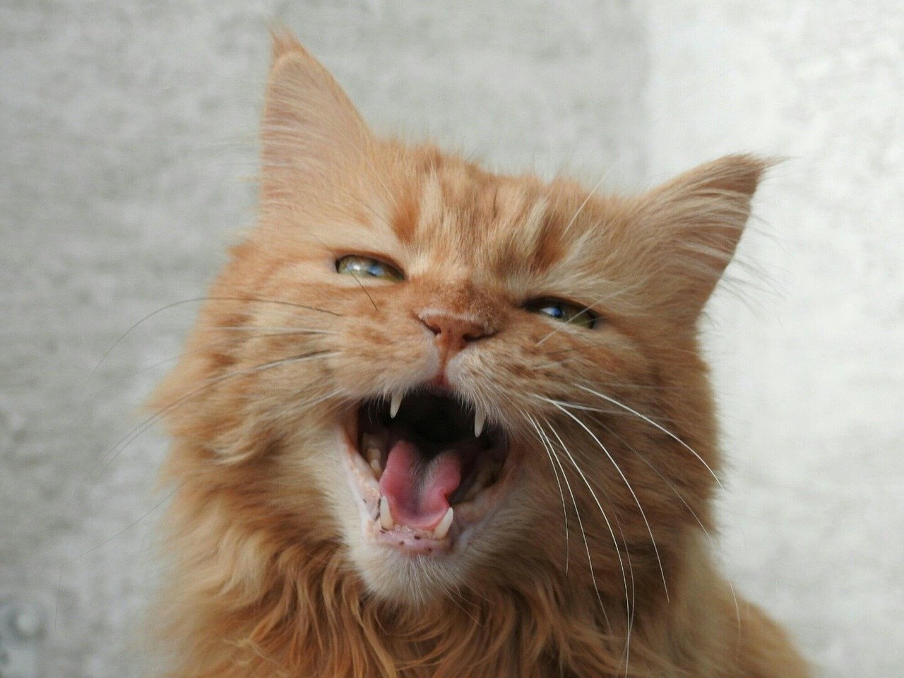 Vocalizing Softly (image credits: pixabay)
