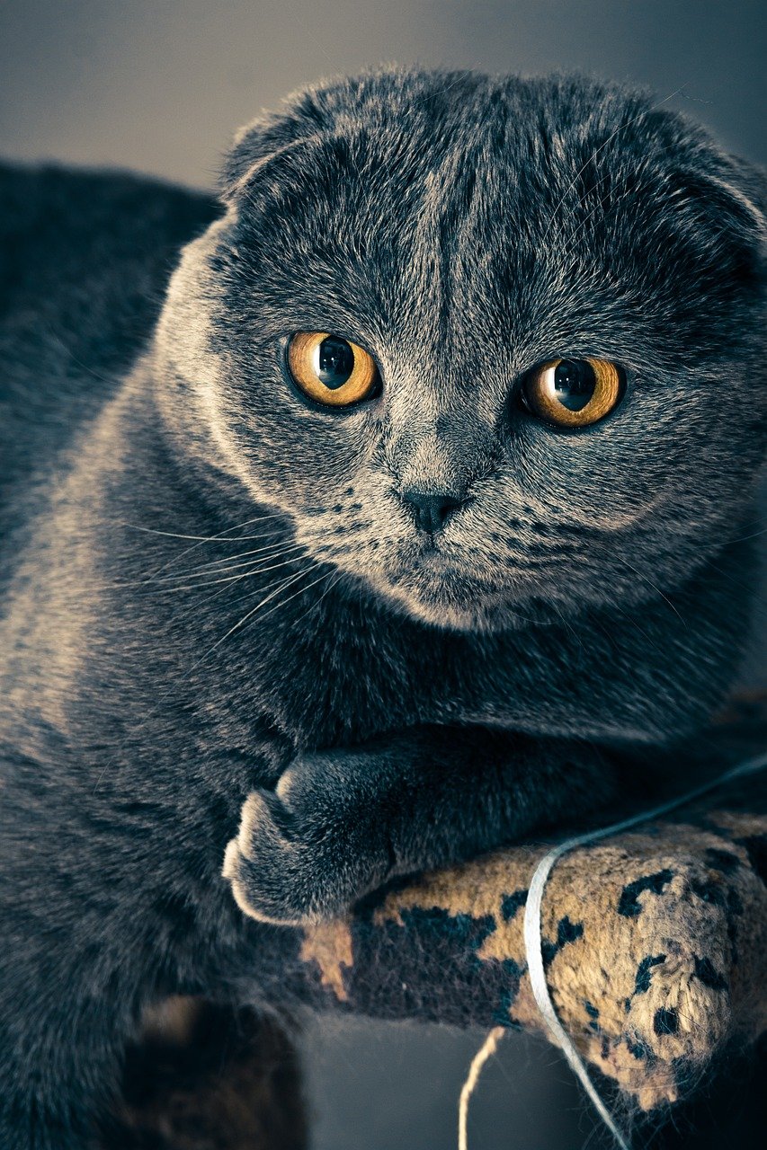 Scottish Fold: The Endearing Ears (image credits: pixabay)
