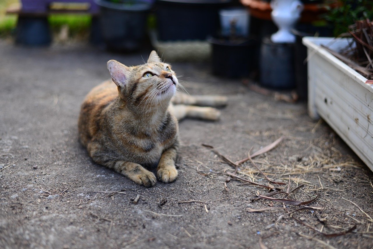 Purring: The Sound of Contentment (image credits: pixabay)