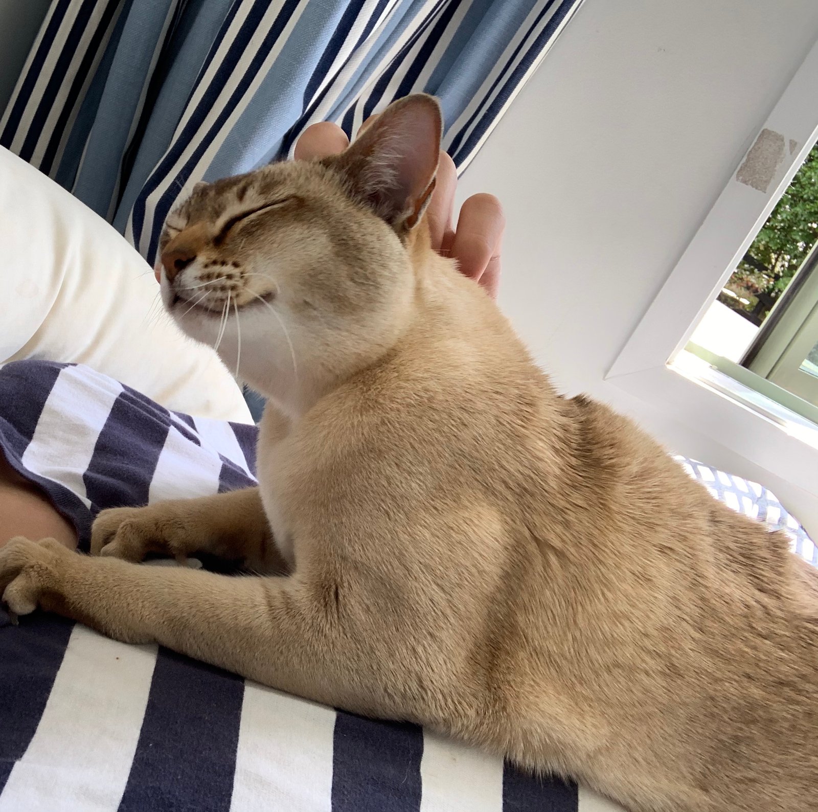 Understanding Your Cat's Needs (image credits: wikimedia)