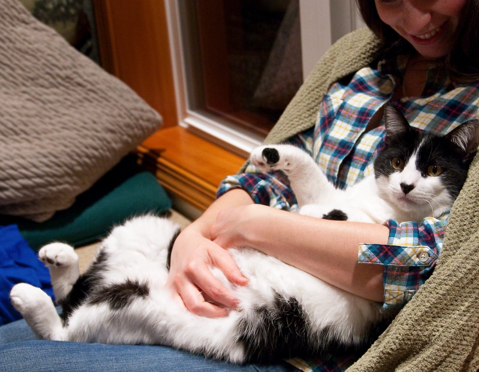 6. Laying on Your Lap: The Cozy Reconciliation (image credits: wikimedia)