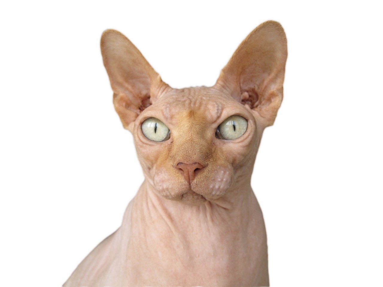 Sphynx: The Empathetic Companion (image credits: pixabay)