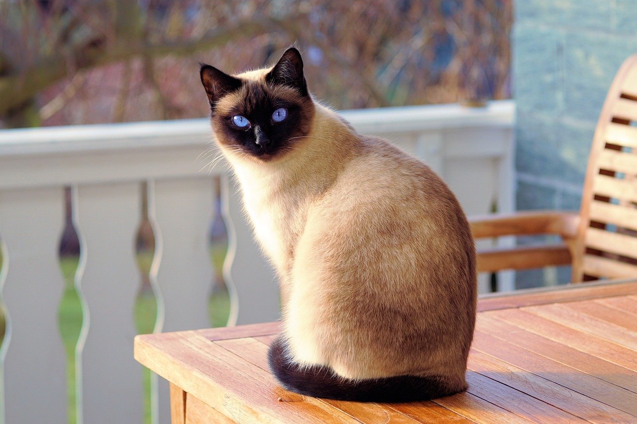 Siamese: The Vocal Emotion Expressor (image credits: pixabay)