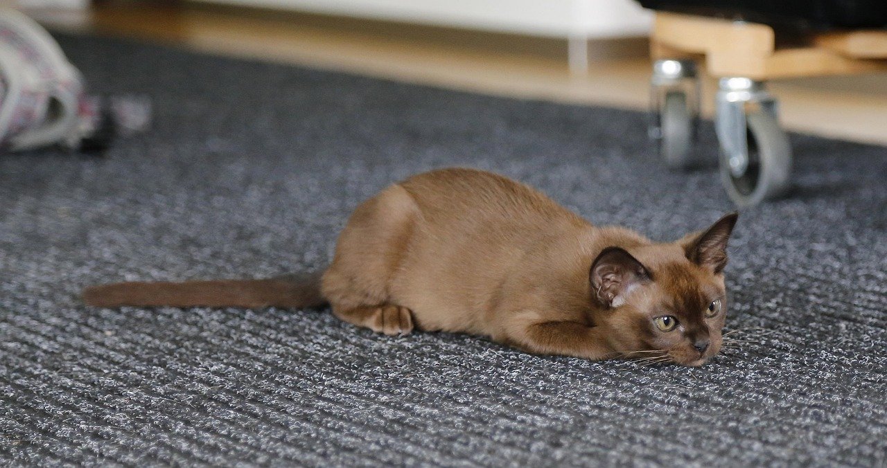 Burmese: The Affectionate Cuddle Bug (image credits: pixabay)
