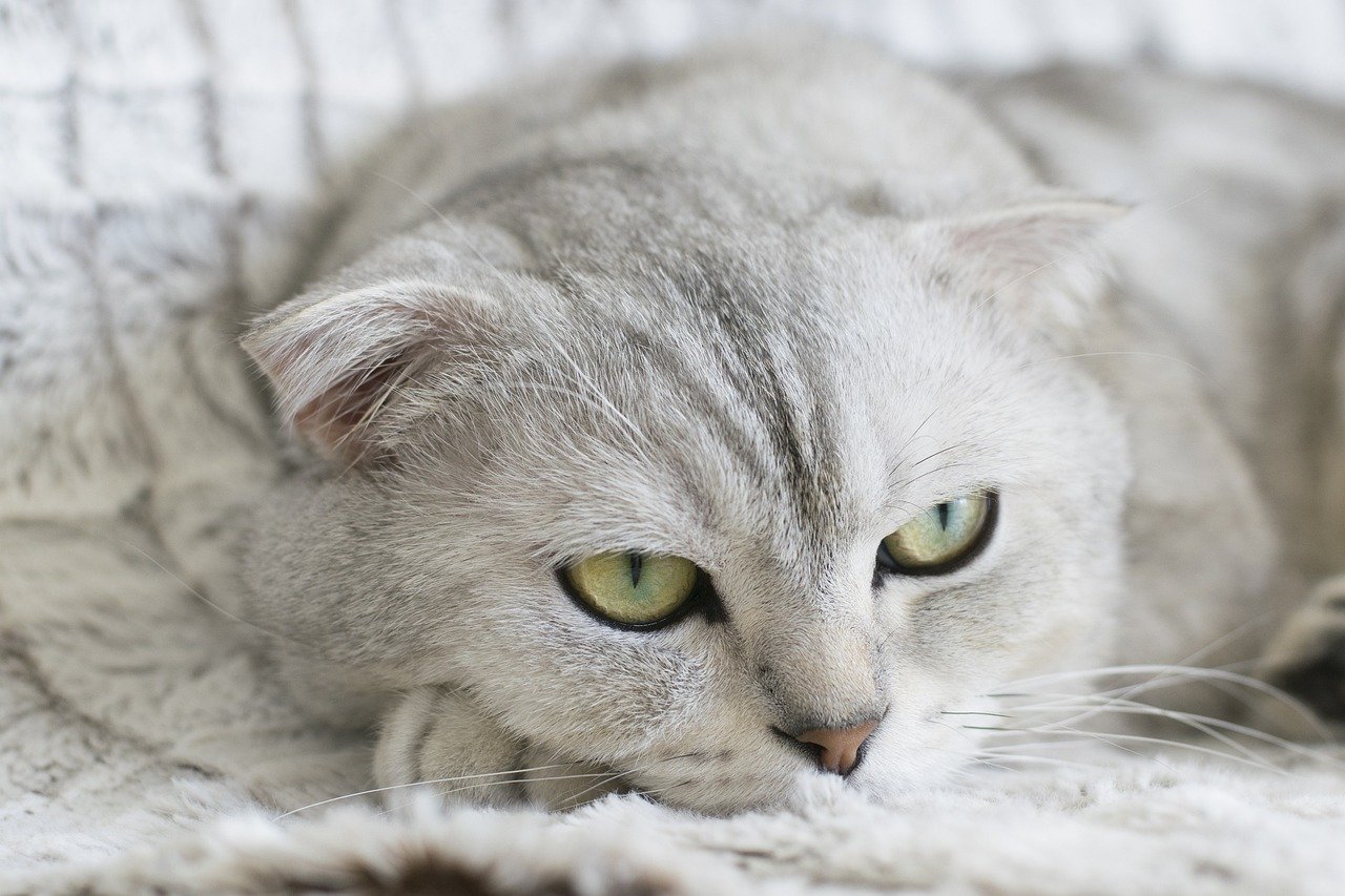 Scottish Fold: The Gentle Observer (image credits: pixabay)