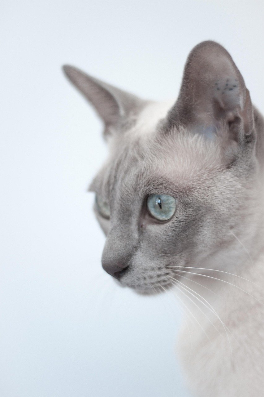 Tonkinese: The Playful Empath (image credits: pixabay)