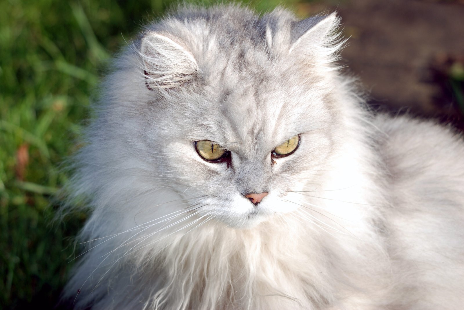 In the Face of Fear (image credits: wikimedia)