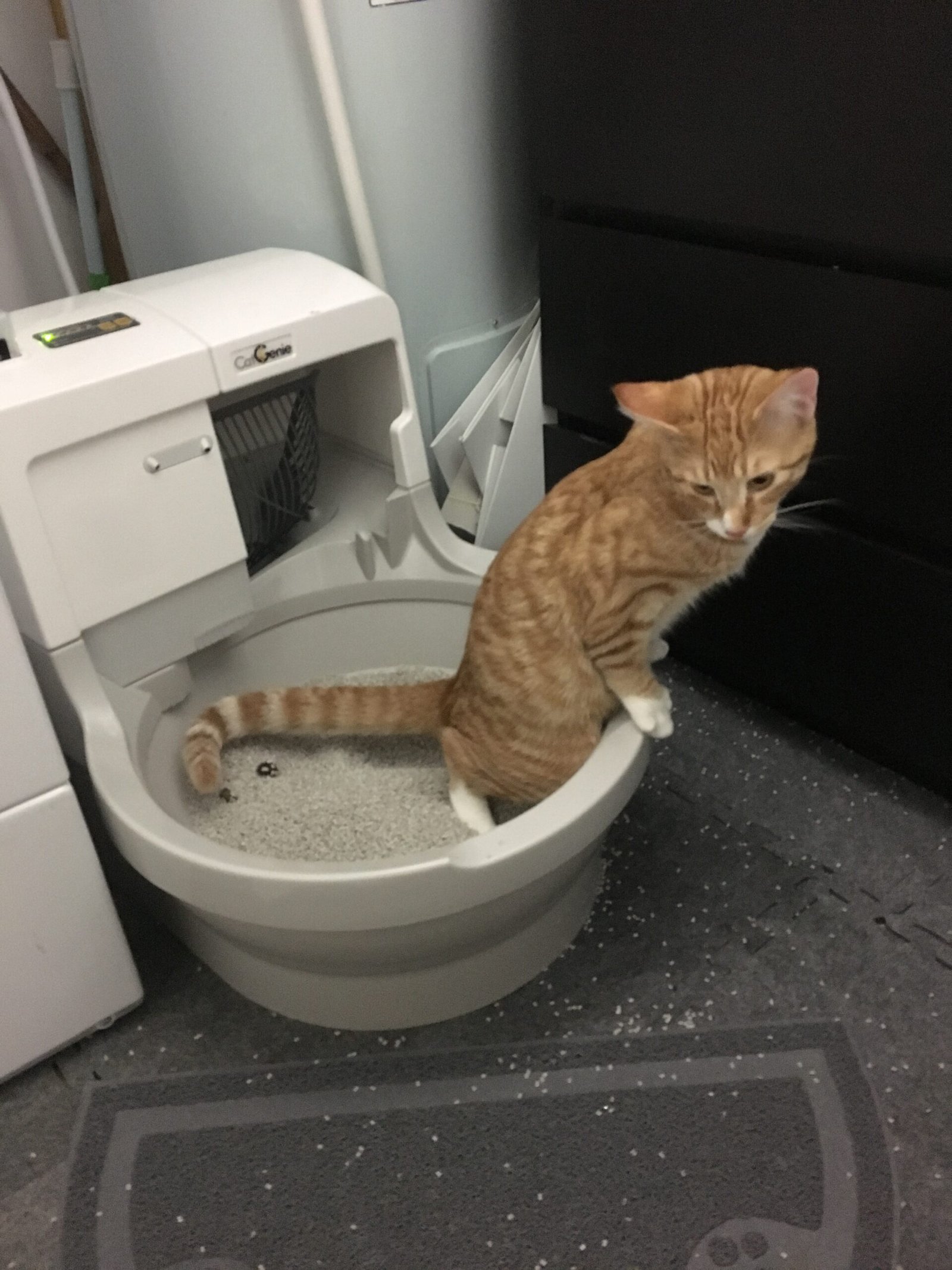 Ensure a Clean Litter Box (image credits: wikimedia)