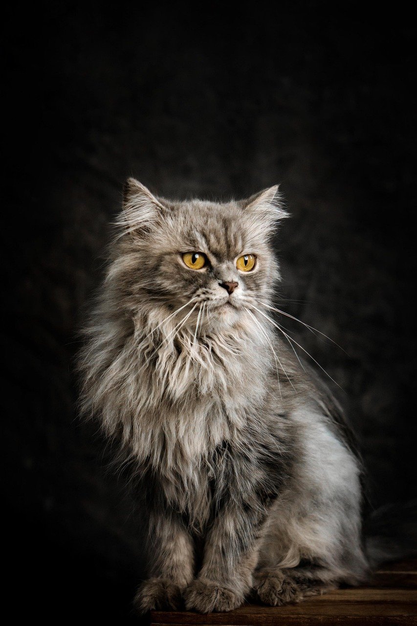 Use Feline Pheromones (image credits: pixabay)