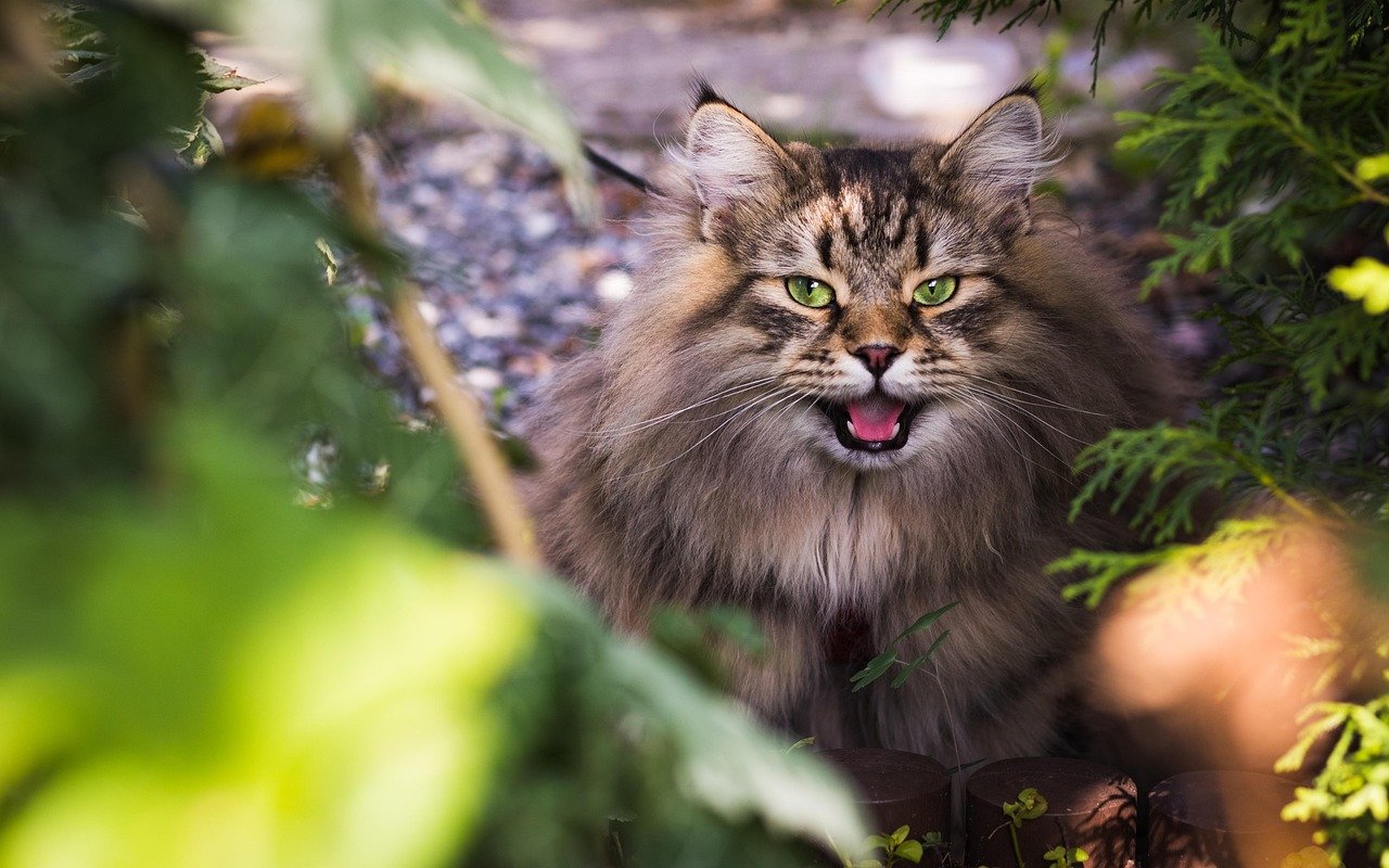 Increased Vocalization (image credits: pixabay)