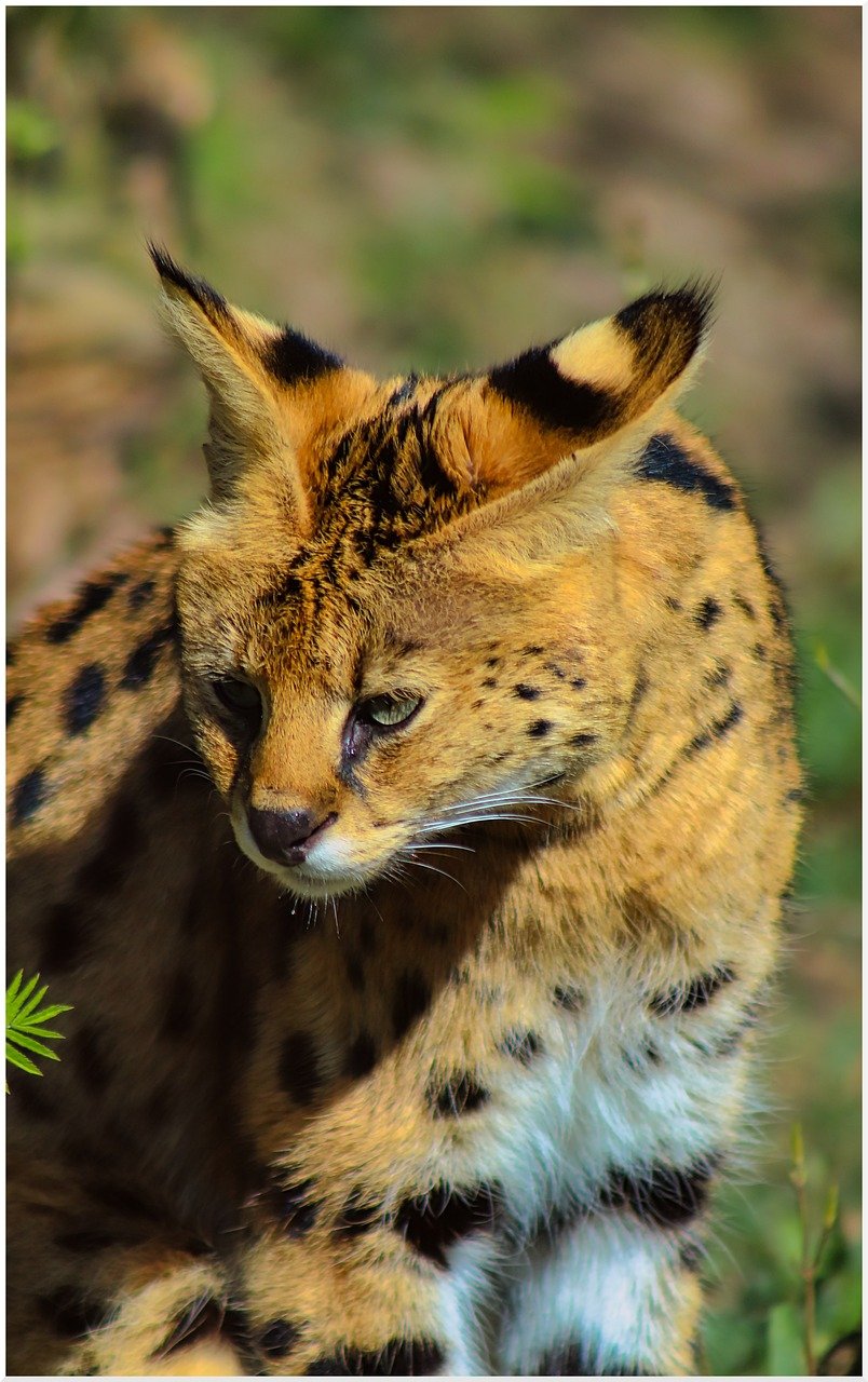 Servals: The Playful Affectionate Hunters (image credits: pixabay)