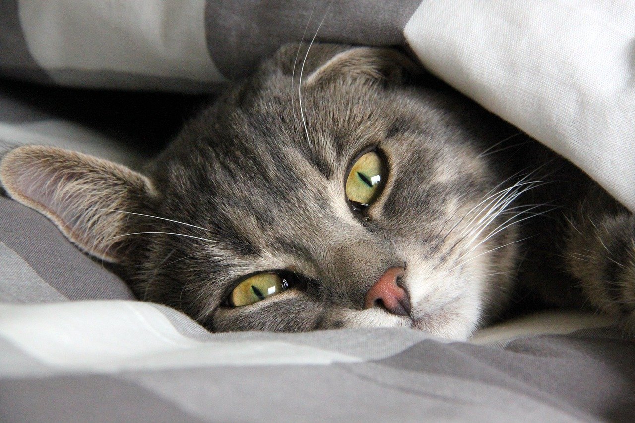 When They’re Recovering from Stress (image credits: pixabay)