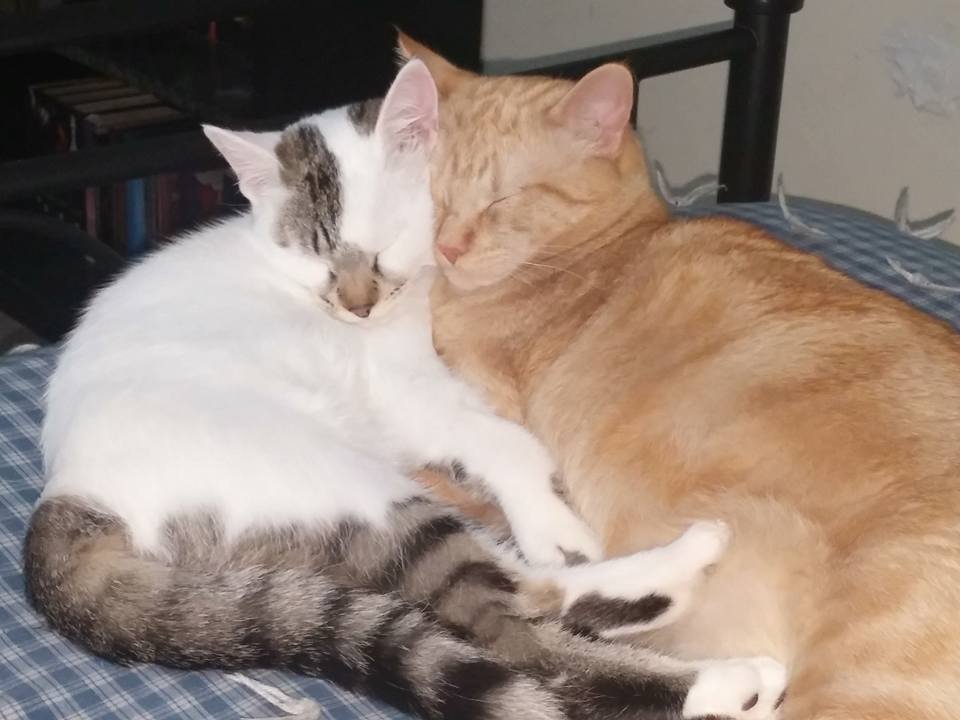 The Midnight Snuggle (image credits: wikimedia)