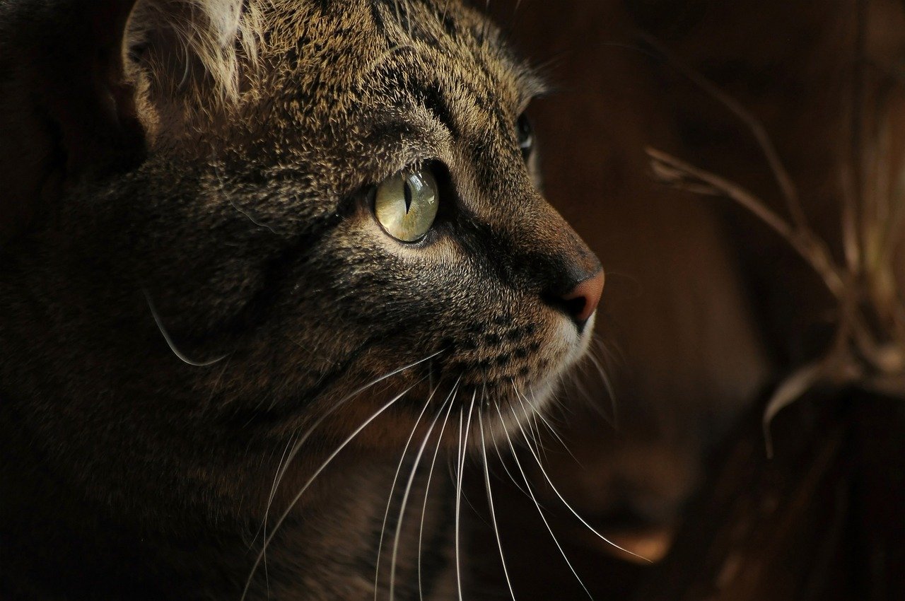 Head Butting and Face Rubbing (image credits: pixabay)