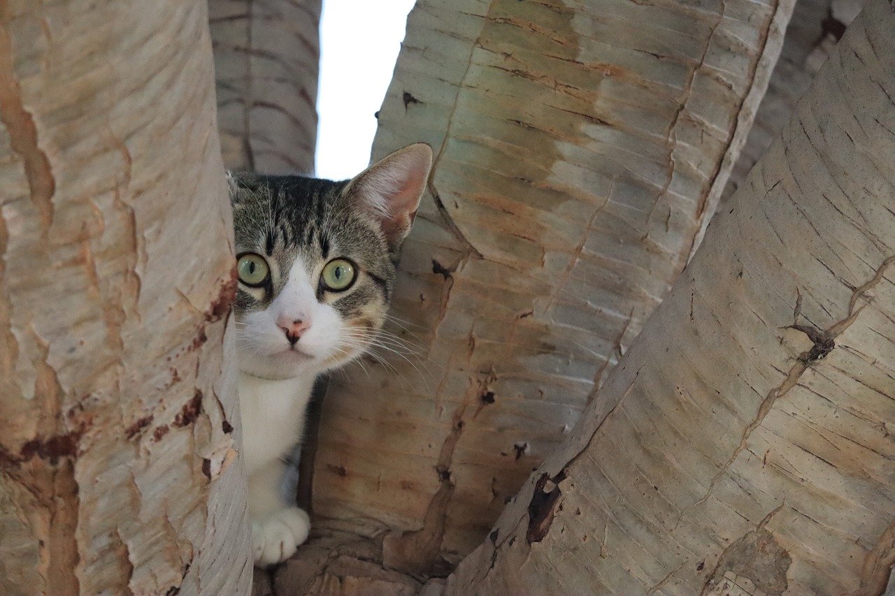 Avoiding the Litter Box (image credits: pixabay)