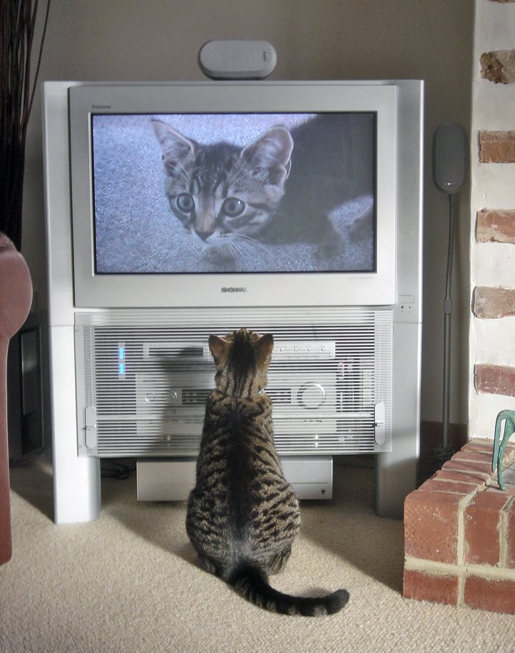 As You Watch TV (image credits: wikimedia)
