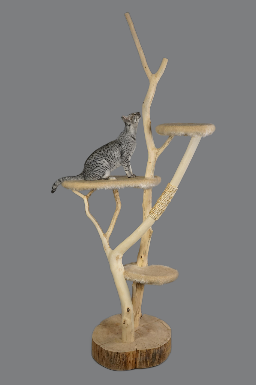 Scratching Posts Galore (image credits: pixabay)