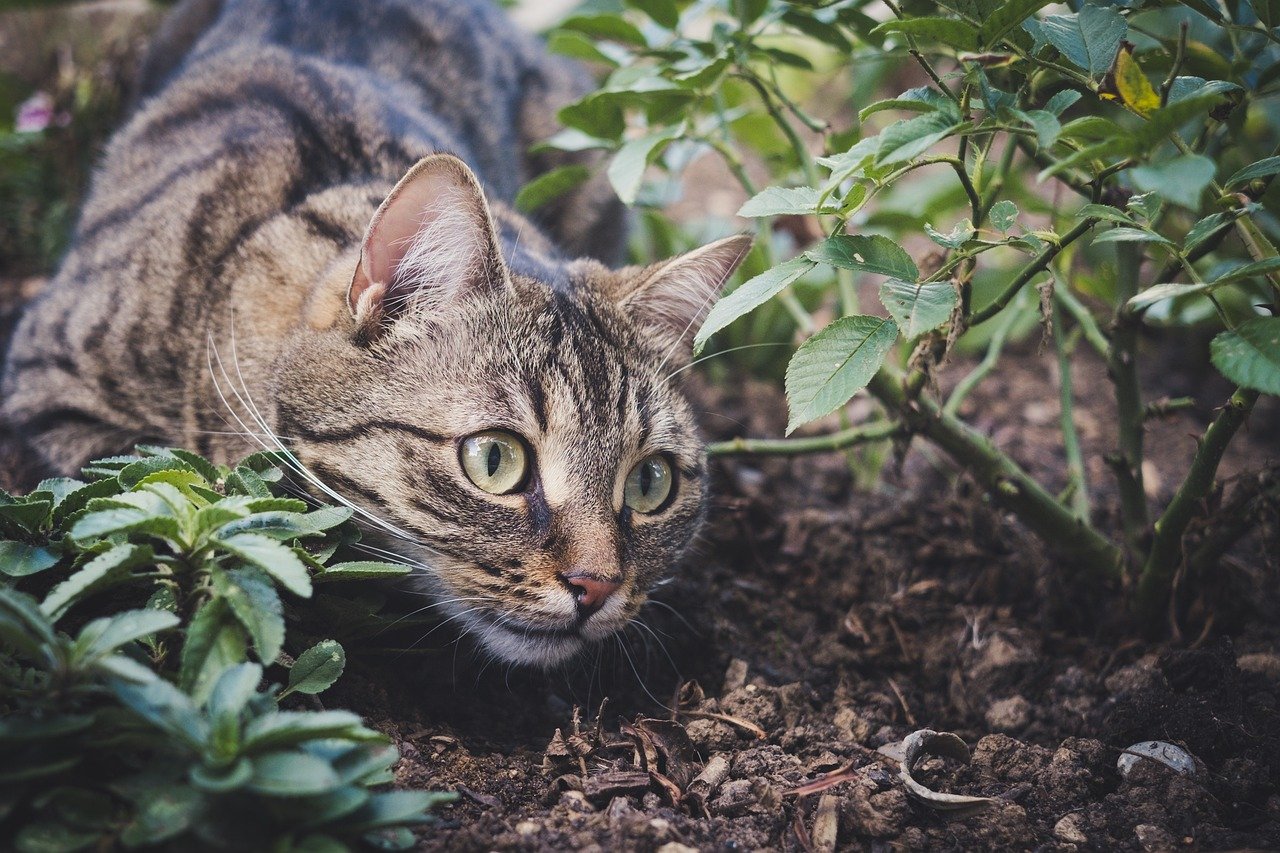Creating a Safe Outdoor Space (image credits: pixabay)
