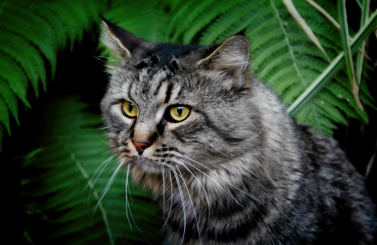 Anger and Frustration (image credits: wikimedia)