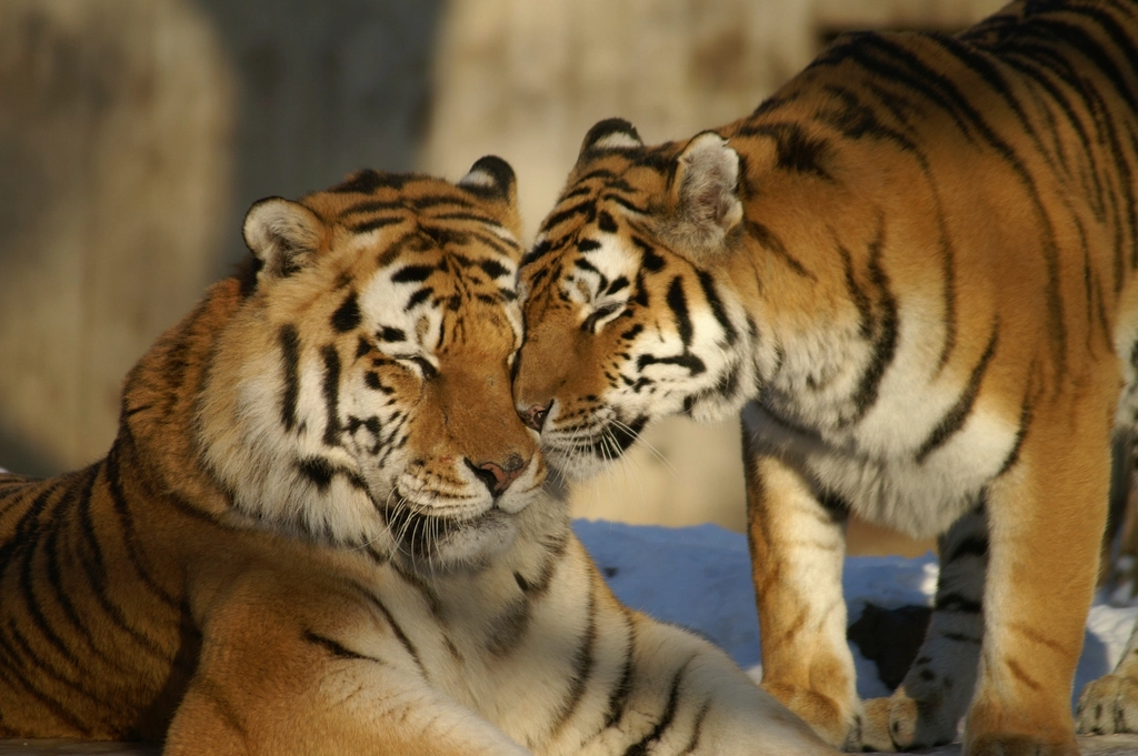 Tigers: Solitary Majesty with a Soft Spot for Family (image credits: rawpixel)