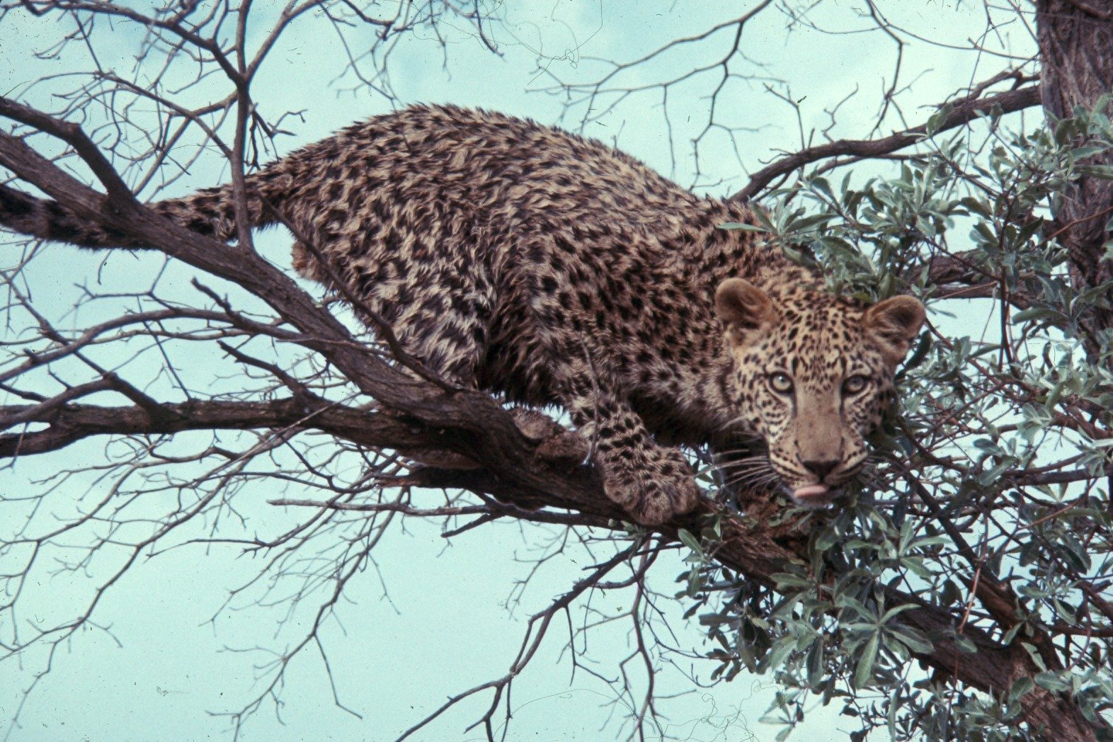 Leopards: The Lone Hunters with a Heart (image credits: wikimedia)