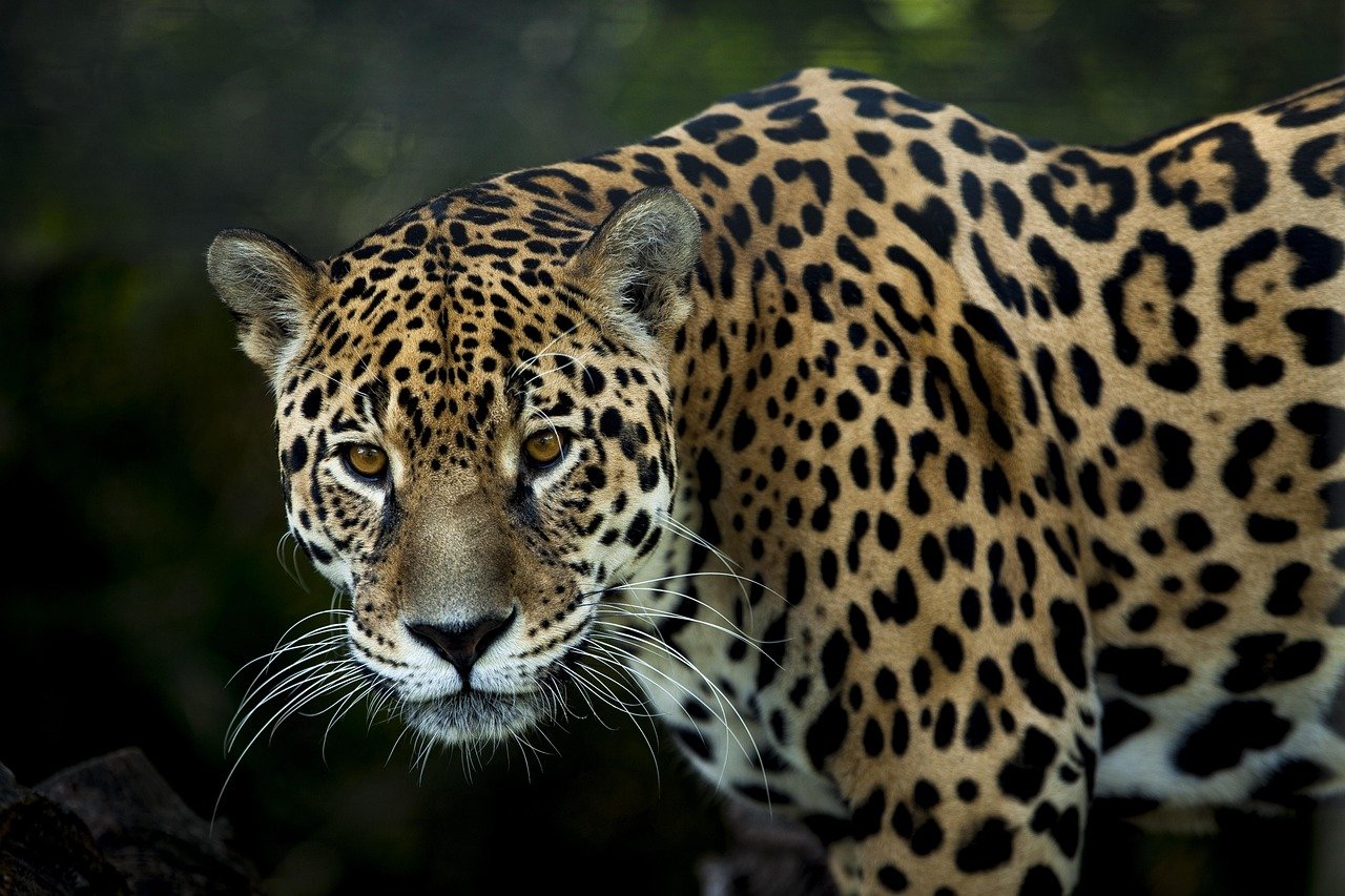 Jaguars: The Solitary Mystics with a Social Side (image credits: pixabay)