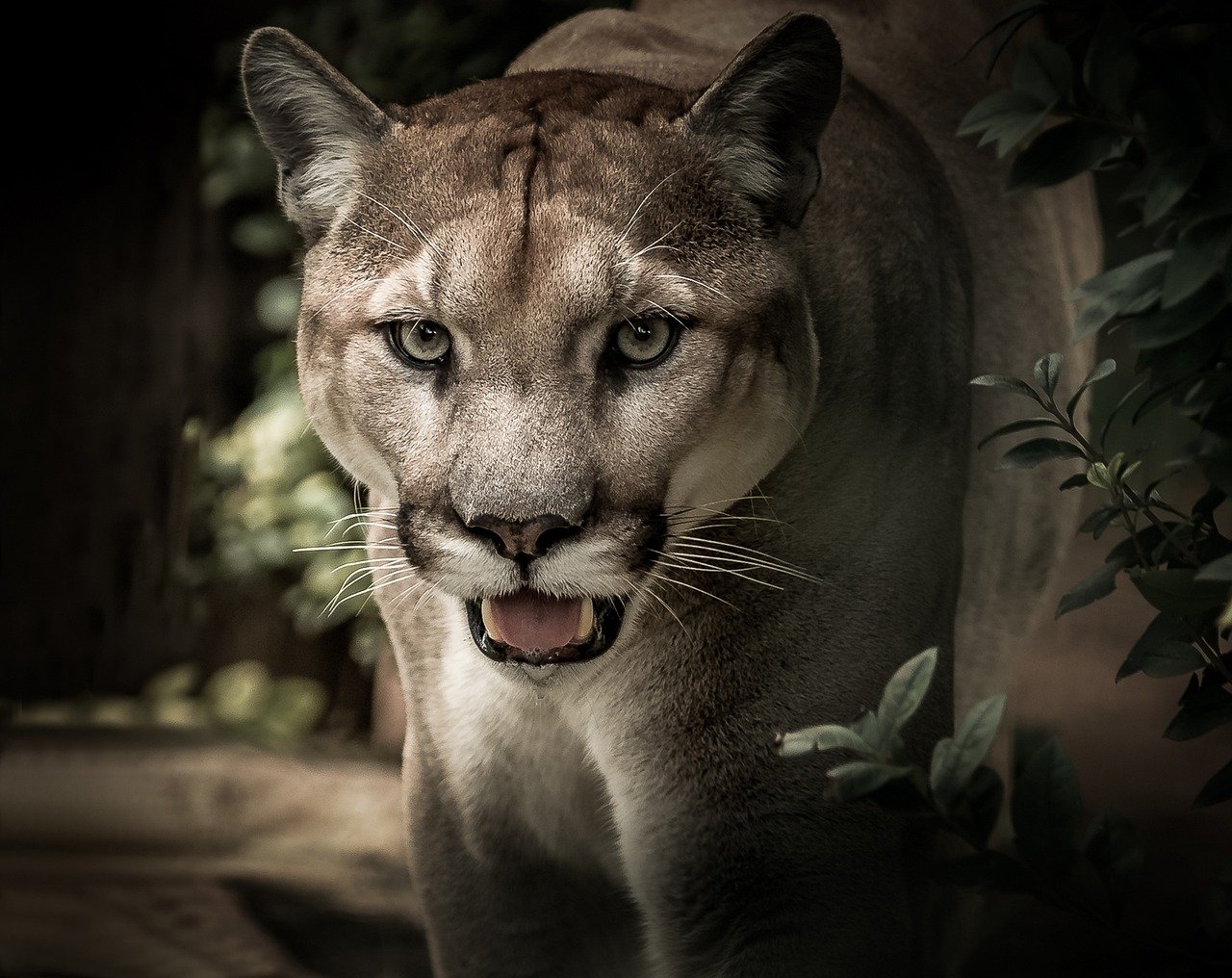 Pumas: The Silent Shadows with Family Ties (image credits: pixabay)
