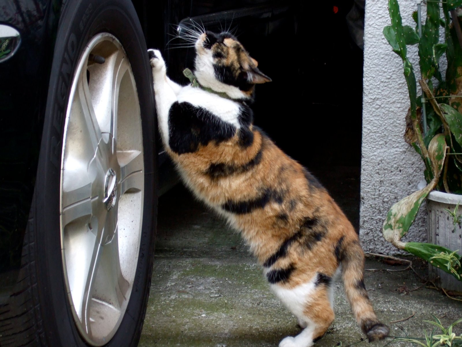 Scratching: The Emotional Release (image credits: wikimedia)