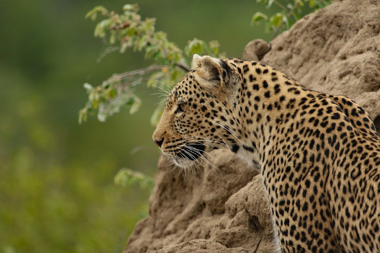 Leopards: The Stealthy Survivors (image credits: pixabay)