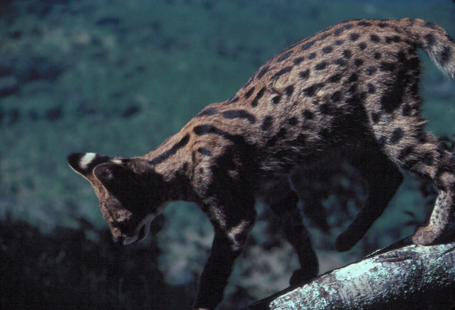 Servals: The Agile Hunters (image credits: wikimedia)