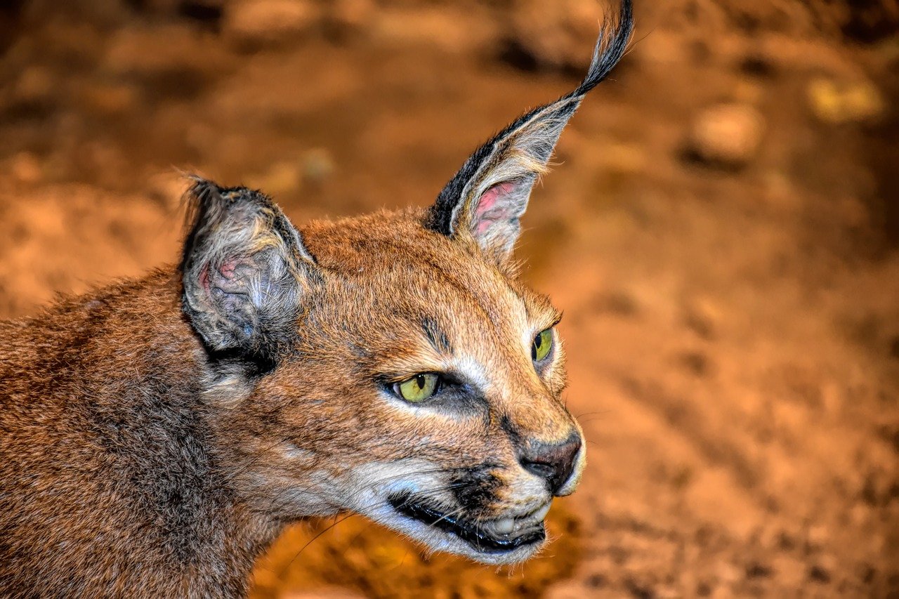 Caracals: The Stealthy Stalkers (image credits: pixabay)