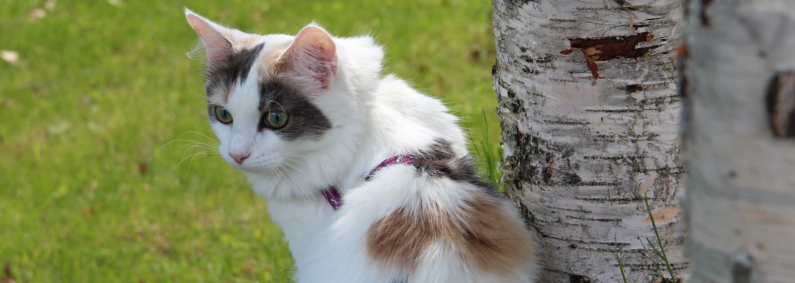 Safe Outdoor Exploration (image credits: wikimedia)