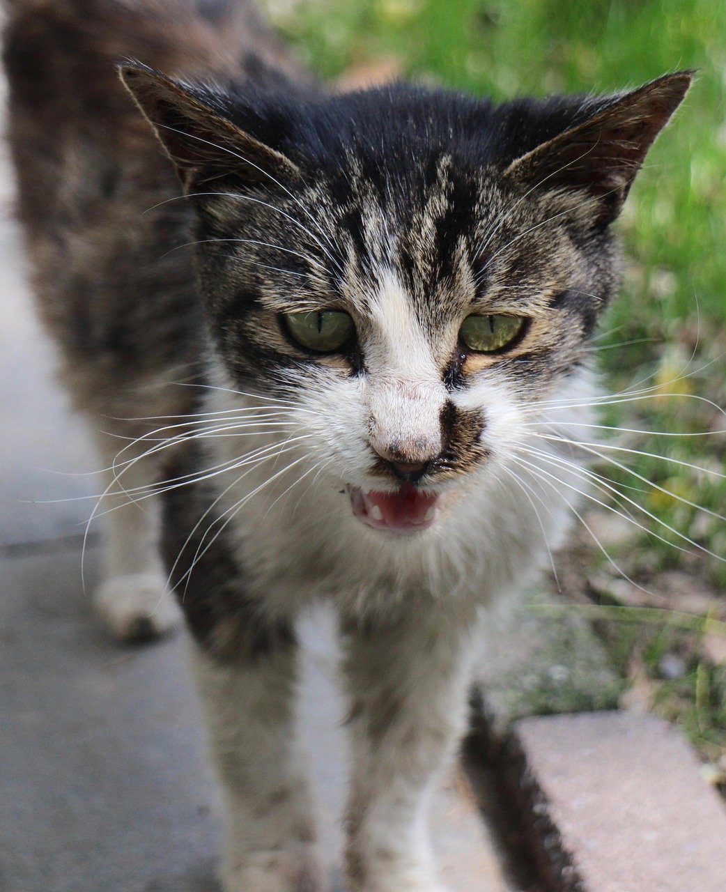 Excessive Meowing (image credits: pixabay)