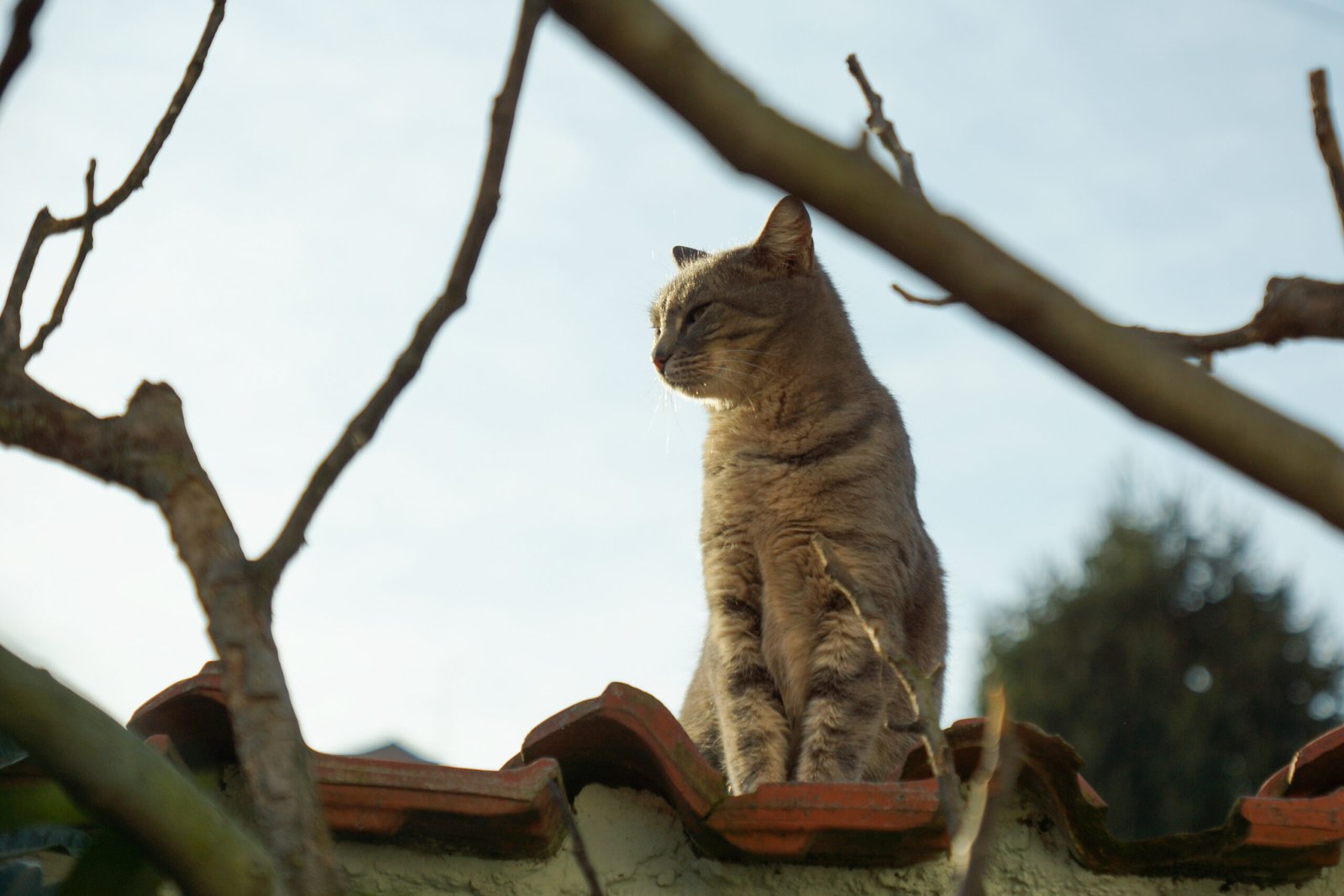 Following You Around: The Loyal Companion (image credits: wikimedia)