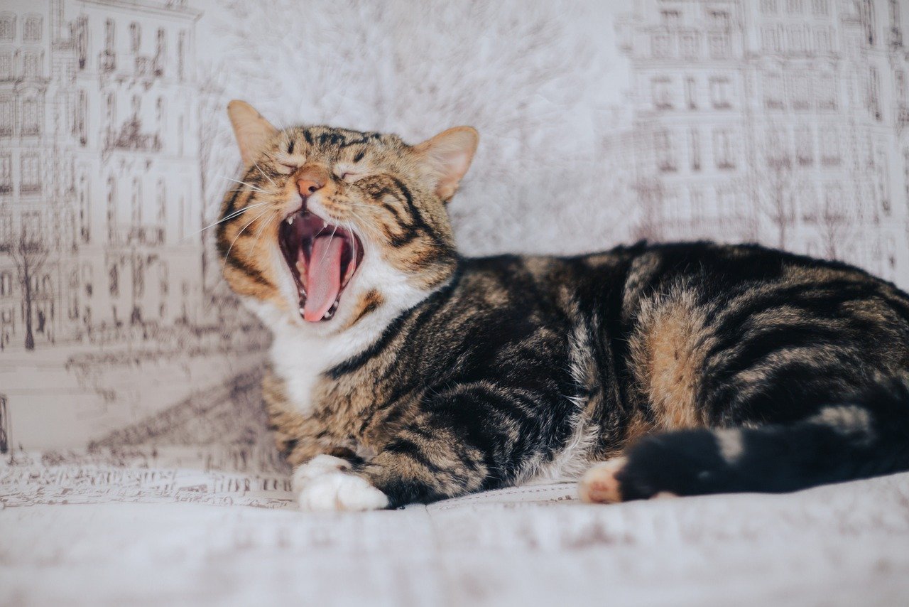 Loud Meowing (image credits: pixabay)