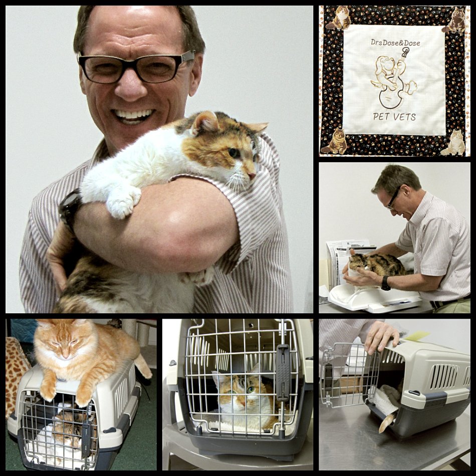 Schedule Regular Vet Visits (image credits: wikimedia)