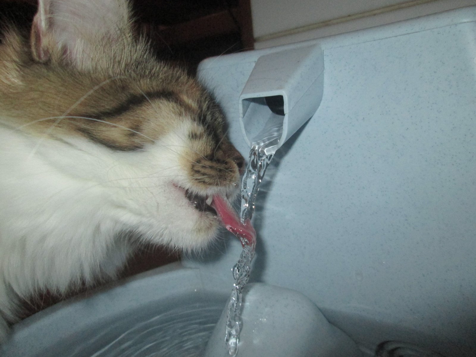 Provide Fresh Water Daily (image credits: wikimedia)