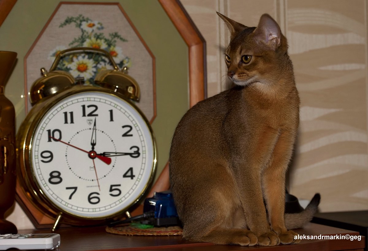 As Your Morning Alarm (image credits: wikimedia)