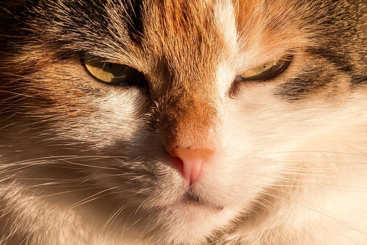 Vigilant Staring (image credits: pixabay)