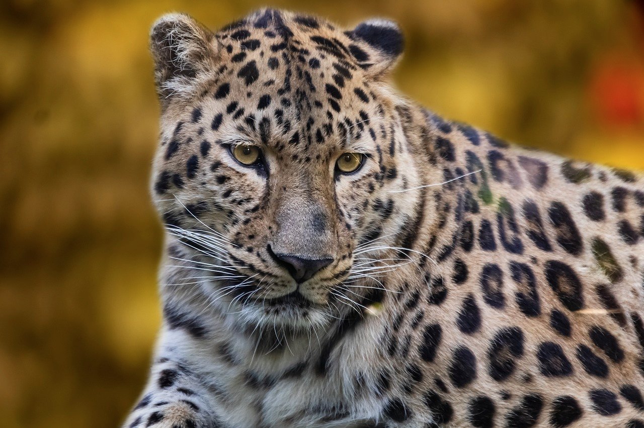 Leopards: The Secretive Family Guardians (image credits: pixabay)