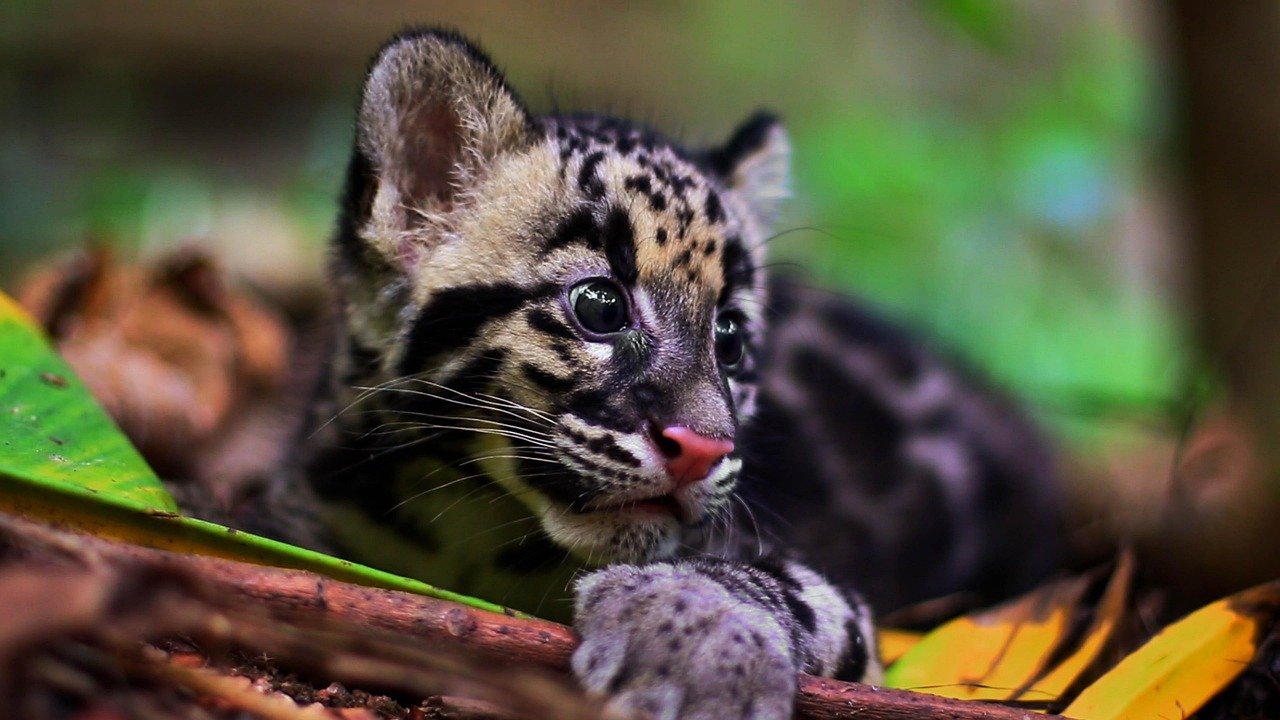 Clouded Leopards: The Arboreal Family Navigators (image credits: pixabay)